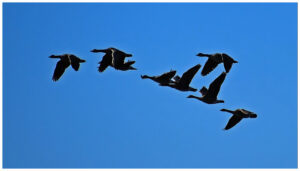 Zeven vliegende ganzen tegen een heldere blauwe hemel.