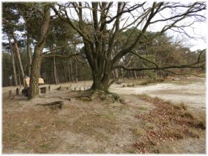 Boslandschap met kale boom, bankje links en zandgrond, omringd door naaldbomen.
