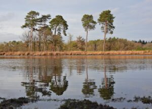 Bomen langs de oever, weerspiegeld in kalm water onder een halfbewolkte hemel.