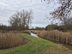 Landelijk landschap met kale bomen, riet en een smal beekje onder een bewolkte hemel.
