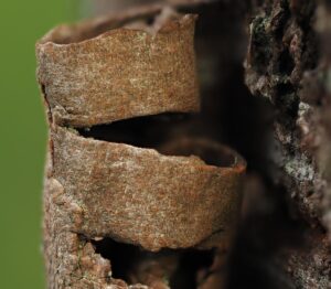 Close-up van opgerolde boomschors met een groene achtergrond.