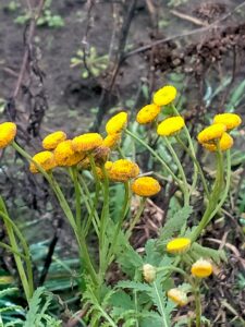 Gele bloemen met knoppen en groene bladeren in een natuurlijke, enige achtergrond.