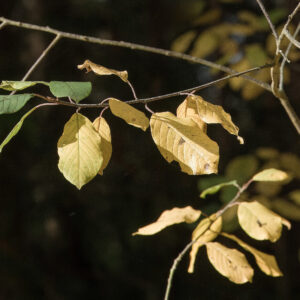 Gele herfstbladeren aan een boomtak met een donkere, wazige achtergrond.
