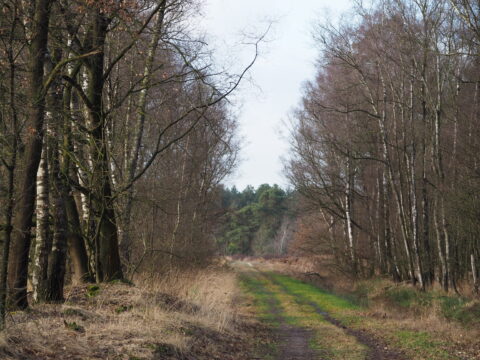 Bosrijk pad met kale bomen aan beide zijden, met een groene grasstrook in het midden.