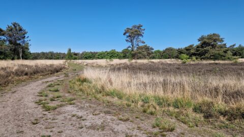 Zanderig pad door droog grasland met bomen aan de horizon onder een heldere blauwe lucht.