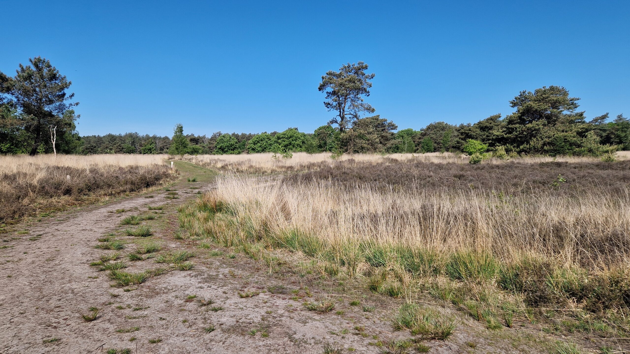 Zanderig pad door droog grasland met bomen aan de horizon onder een heldere blauwe lucht.
