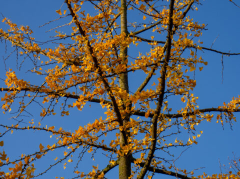 Boomtakken met geel herfstblad tegen een heldere blauwe hemel.