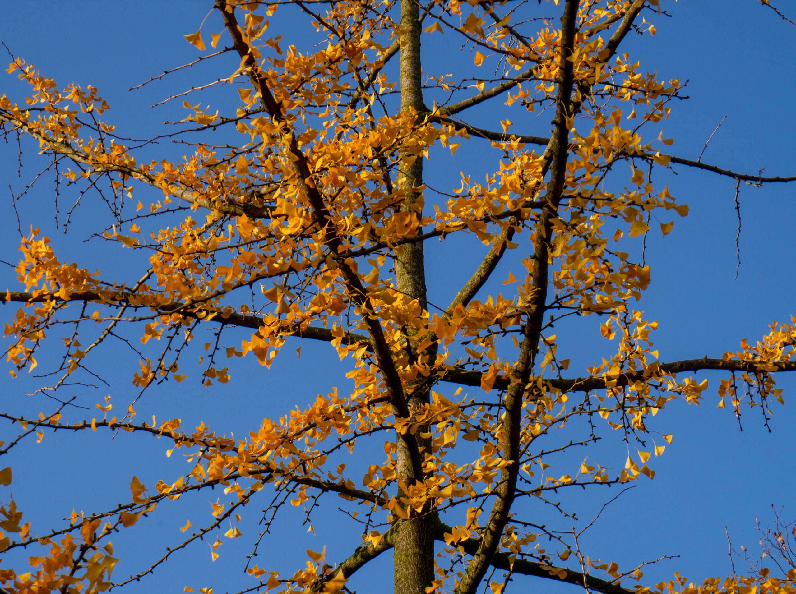 Boomtakken met geel herfstblad tegen een heldere blauwe hemel.