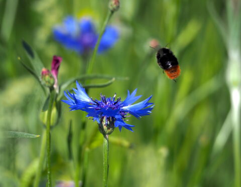 Korenbloem met hommel erboven, gefotografeerd in groene, bloeiende omgeving.