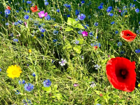 Wilde bloemenweide met felrode, blauwe en gele bloemen in het groene gras.
