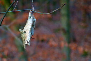 Vergane bruine blad aan een kale tak tegen een onscherpe herfstachtergrond.