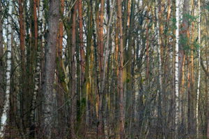 Een dicht bos met rechte, hoge boomstammen en wat groene bladeren zichtbaar.