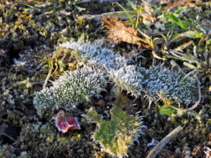 Bevroren gras en bladeren bedekt met rijp op een aardbodem.