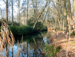 Bosrijke omgeving met een smal kabbelend beekje, omringd door kale bomen en herfstbladeren.