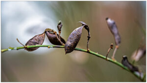 Dorre plantenzaden aan een groene stengel tegen een onscherpe, neutrale achtergrond.