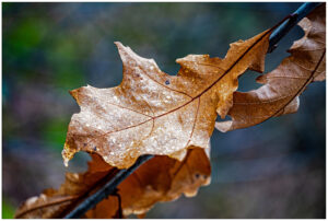 Bruin, verdord herfstblad aan een tak, scherp in beeld tegen een onscherpe, kleurrijke achtergrond.