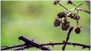 Doornige tak met verschrompelde bessen tegen een wazige groene achtergrond.