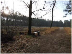 Bospad met houten bank, omgeven door kale bomen en gras, met zonlicht door de bomen.