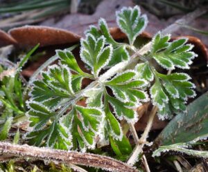 Groen blad bedekt met rijp op de grond in een natuurlijke omgeving.
