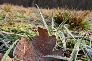 Bruin herfstblad op gras met rijp in de ochtendzon.
