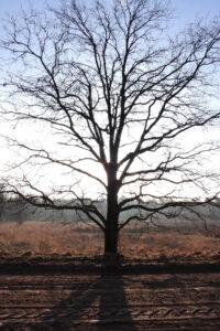 Een kale boom in silhouet tegen een heldere lucht, met lange schaduwen op de grond.