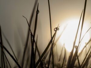 Grashalmen met dauwdruppels tegen zonsondergang in de achtergrond.