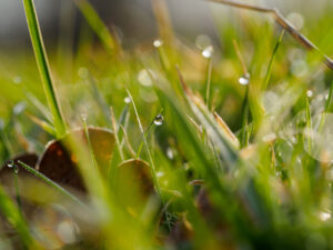 Close-up van gras met dauwdruppels in ochtendlicht.