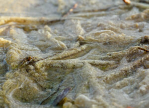 Bruingroen modderig oppervlak met water en dunne takjes verspreid over de textuur.