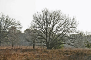 Kale boom in mistig veld met droge grasvlakte, achtergrond vol bosschage.
