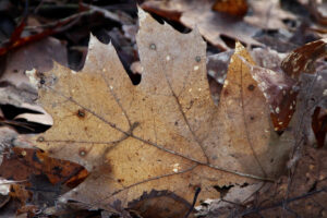Bruin herfstblad met nerven en vlekken op een achtergrond van meer dode bladeren.