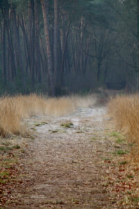 Een bospad omgeven door hoog gras, met dennenbomen op de achtergrond.