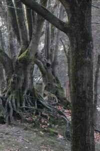 Boomstammen met dikke wortels en mos in een bosrijk gebied.