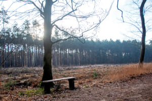 Bankje onder een boom in een winters, kaal bos met opkomende zon daarachter.