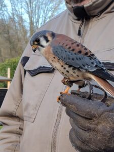 Een valk zit op een met handschoen bedekte hand van een persoon in een jas.