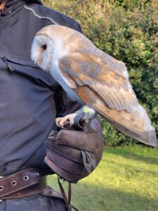 Man met handschoen houdt een kerkuil vast; groene achtergrond.