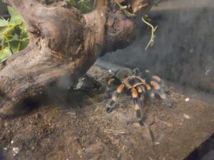 Tarantula met oranje poten in terrarium, naast een stuk schors en groene bladeren.