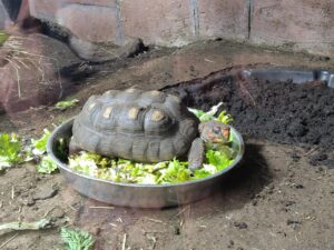 Een schildpad zit in een schaal met sla op een zanderige ondergrond in een terrarium.