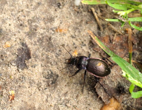 Zwarte kever op zanderige grond naast groene grassprieten.