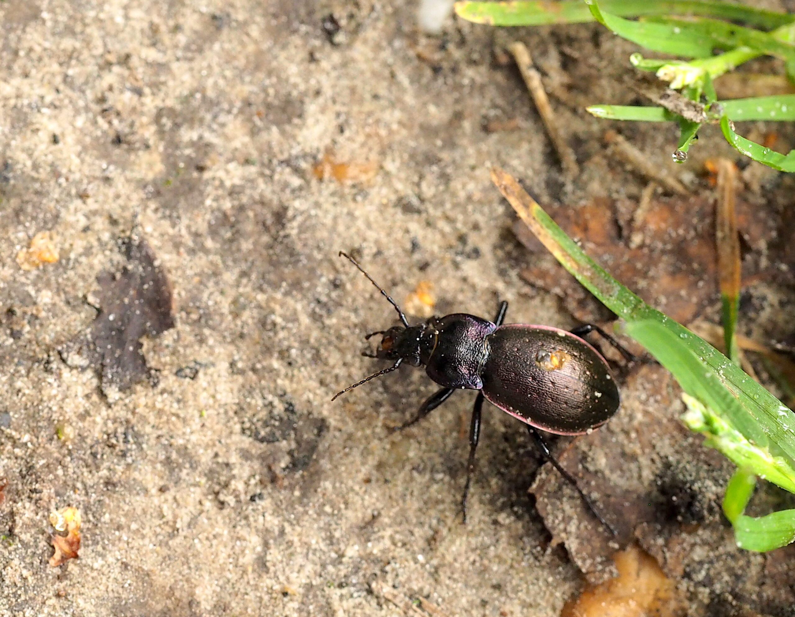 Zwarte kever op zanderige grond naast groene grassprieten.