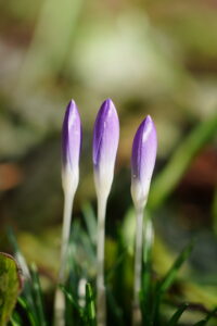 Drie paarse krokusknoppen in groen gras, minimalistische achtergrond.