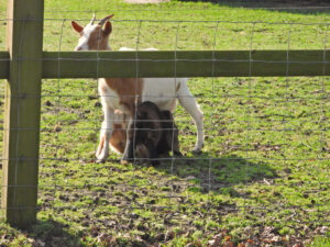 Geit met jong dat drinkt in een grasveld, omheind door gaashek.
