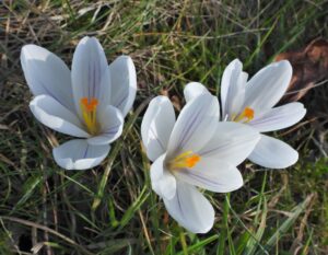 Vier bloeiende witte krokussen met gele stampers en paarse strepen in groen gras.