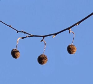 Tak met drie ronde zaadbollen tegen een strakblauwe hemel.