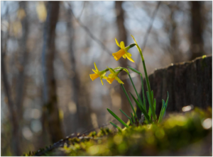 Gele narcissen bloeien in de zon, omringd door een wazig, bosachtig landschap.