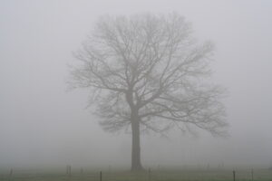 Boom in mistig veld met blote takken en zachte, grijze achtergrond.