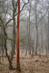 Een mistig bos met een opvallend roodbruine boomstam centraal tussen kale bomen.