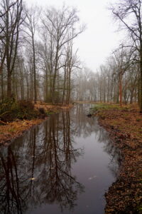 Mistig boslandschap met kale bomen weerspiegeld in een stille beek.