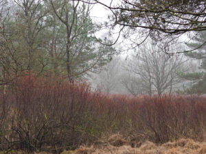 Mistig boslandschap met kale bomen en struiken op de voorgrond.