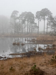 Mistig landschap met hoge bomen weerspiegeld in een rustig meer, omgeven door droge grasvlakten.