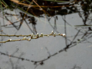 Tak met wilgenkatjes boven stilstaand water.